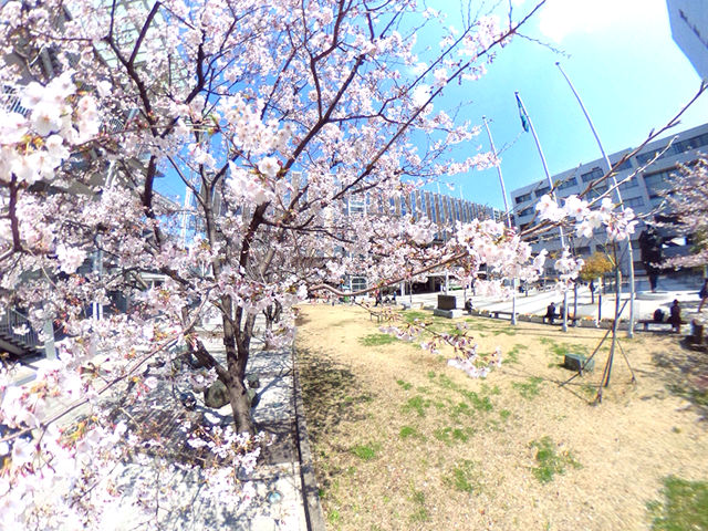 大東文化大学 グリーンスポット前　さくら