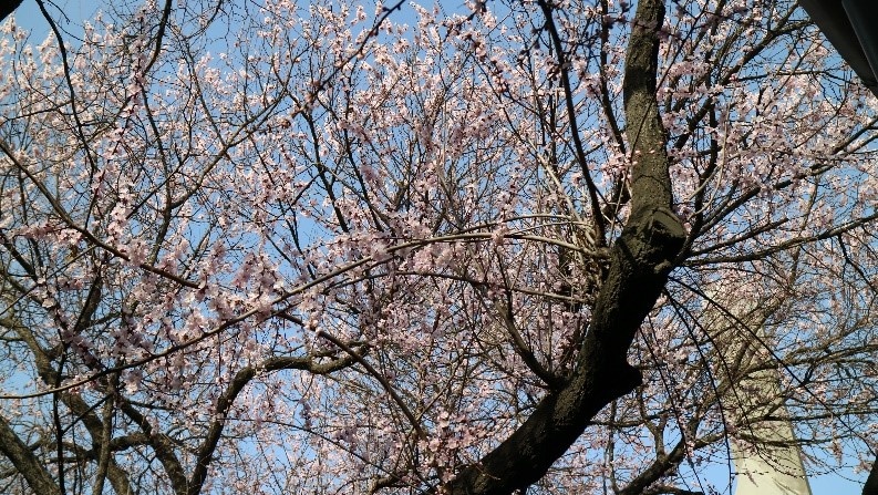 大学内の桜