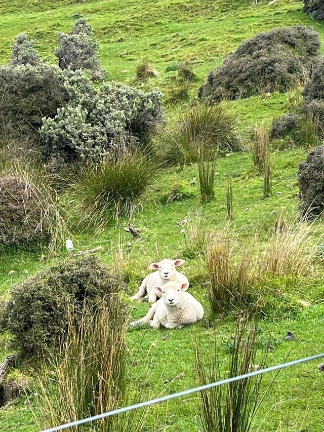 近くで野生の羊を見れた時