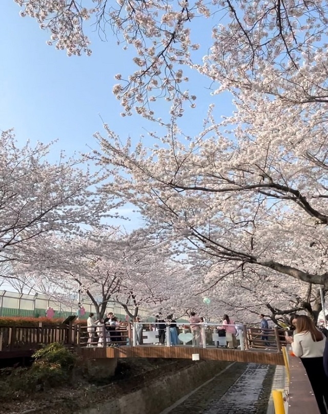 鎮海区の桜祭り日帰り旅行1