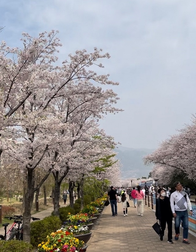 鎮海区の桜祭り日帰り旅行2