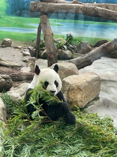 バディさんと動物園に行った時の写真です。 パンダは中国語で「熊貓Xiong mao」と言います。