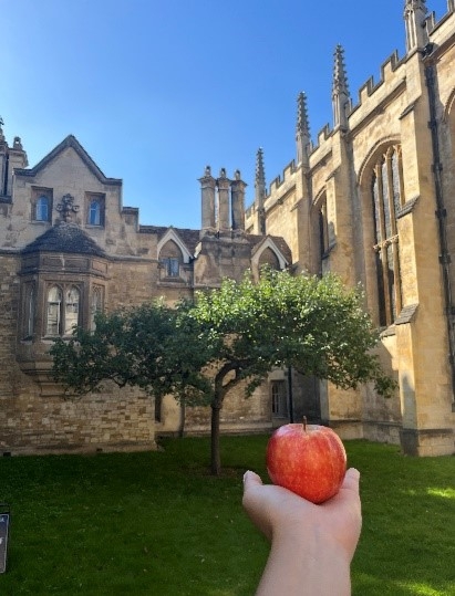 ニュートンのりんごの木