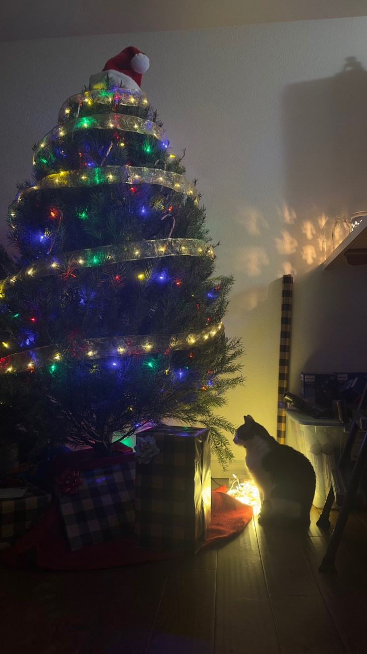 友人宅にて、猫とクリスマスツリー