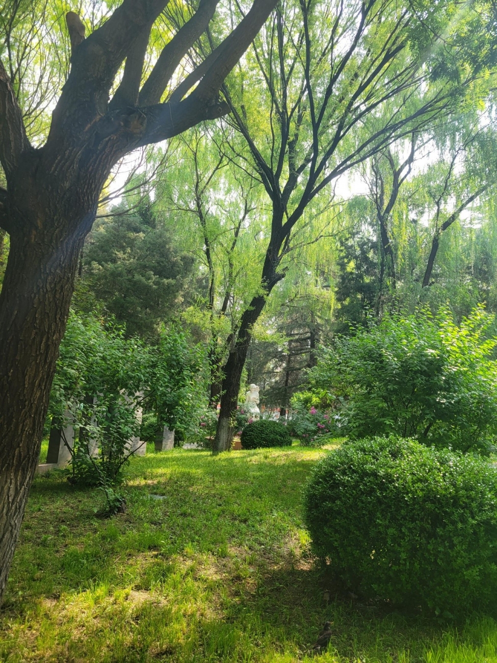 学校の庭　光が差し込んでとてもきれいです。定期的に管理されています。