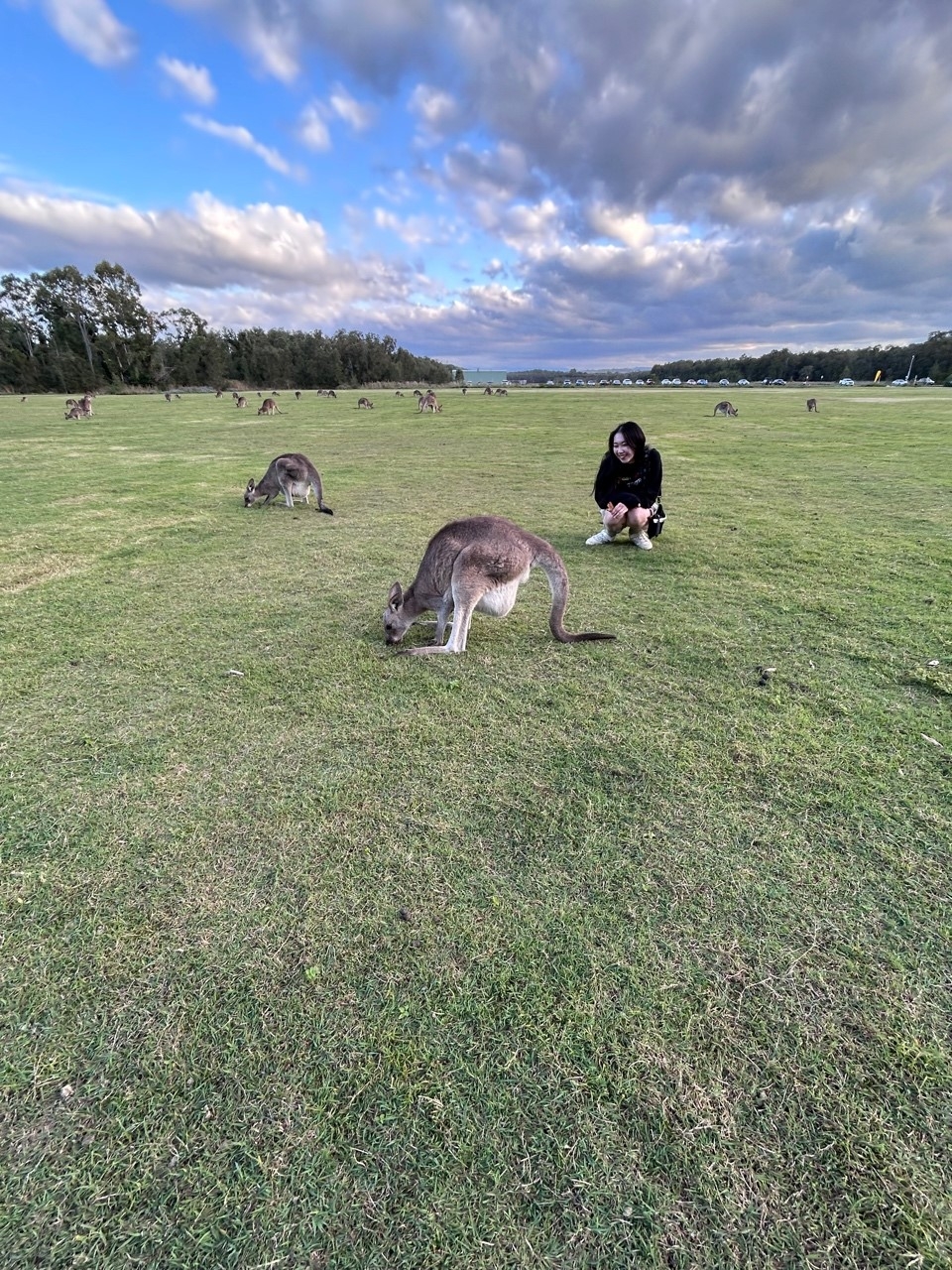 野生のカンガルーと