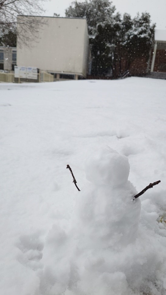 雪が降りました(6年ぶり?らしいです)