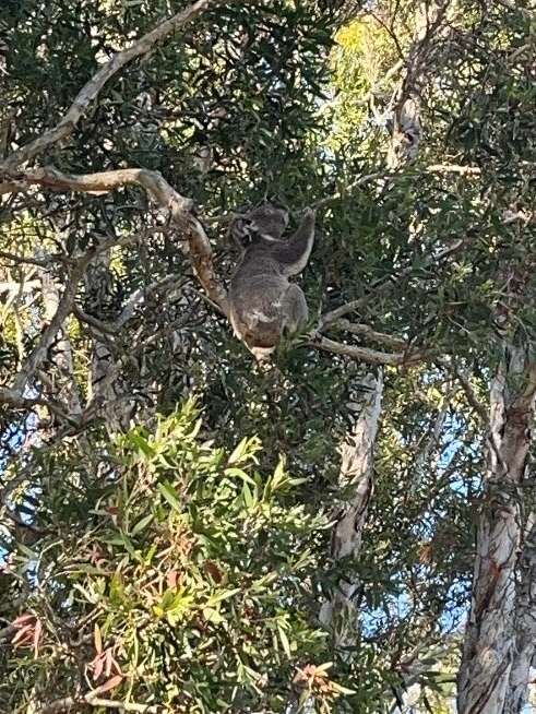 koala