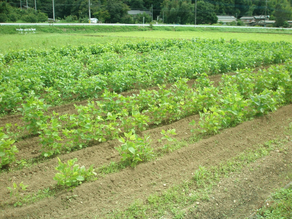 倒伏もほとんどありません。大きな豆になりますように！