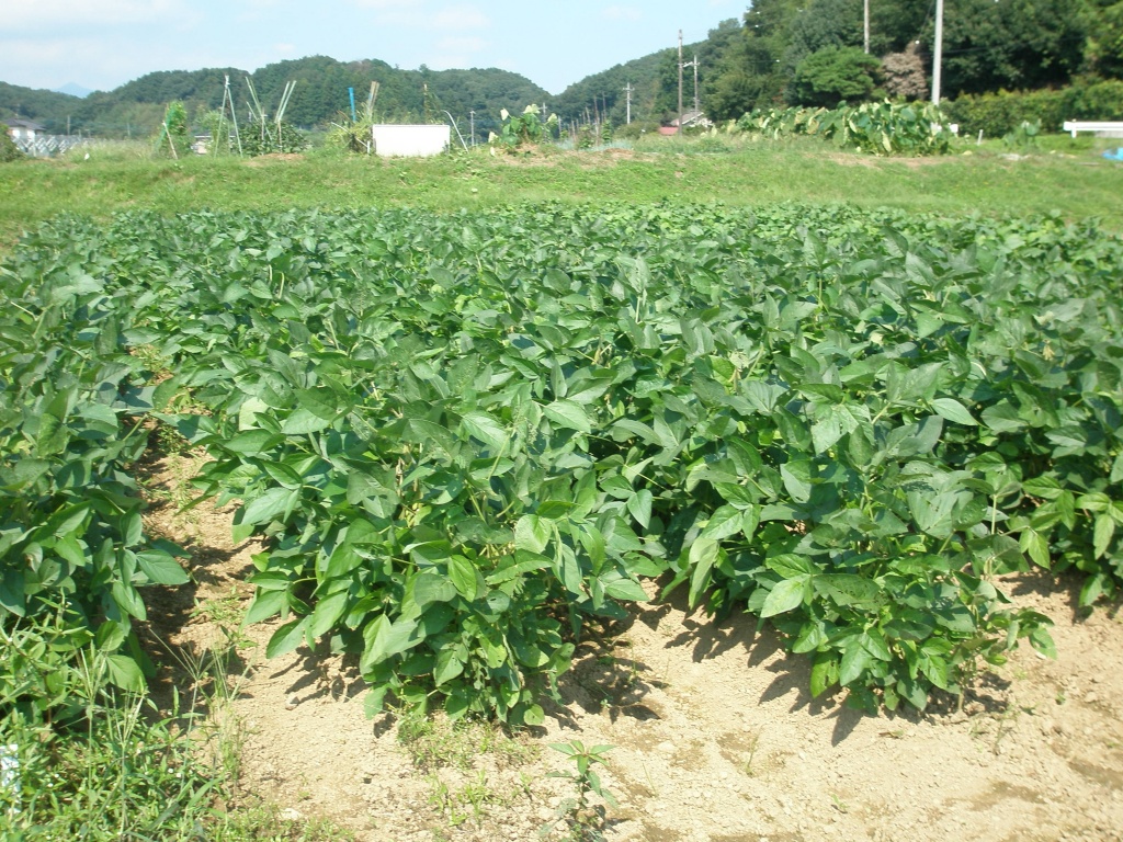 青山在来（9月10日）