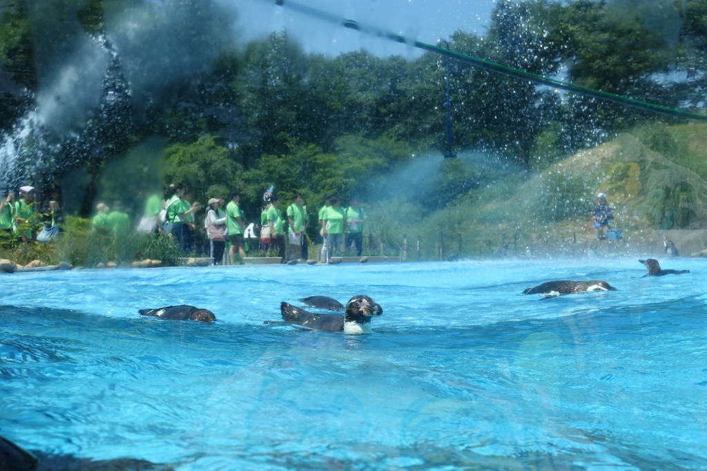 ペンギンたちは涼し気です