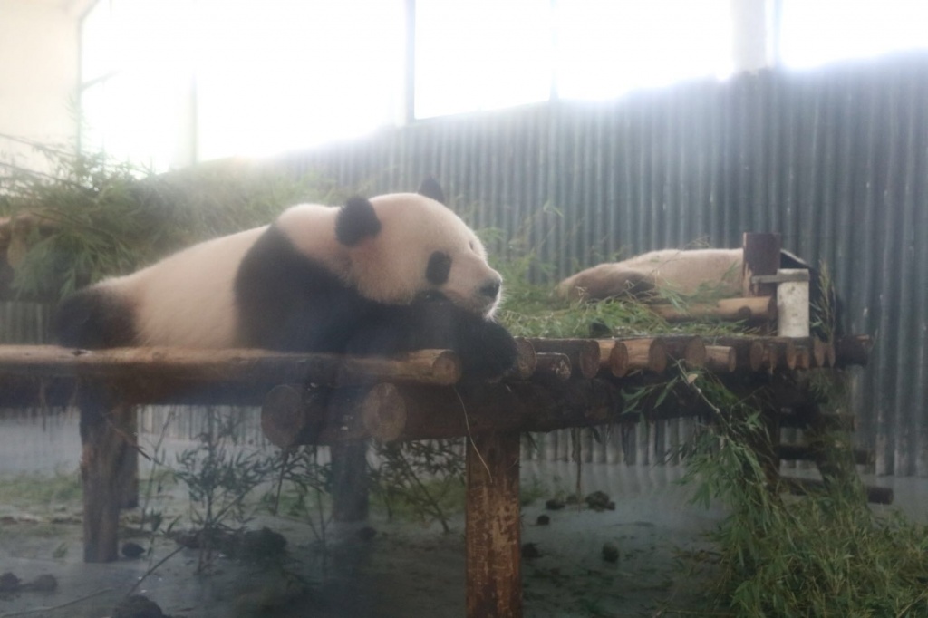 上海動物園のパンダ