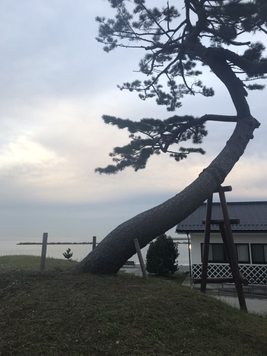 災害時、大きな津波があったにも関わらず残る松の木