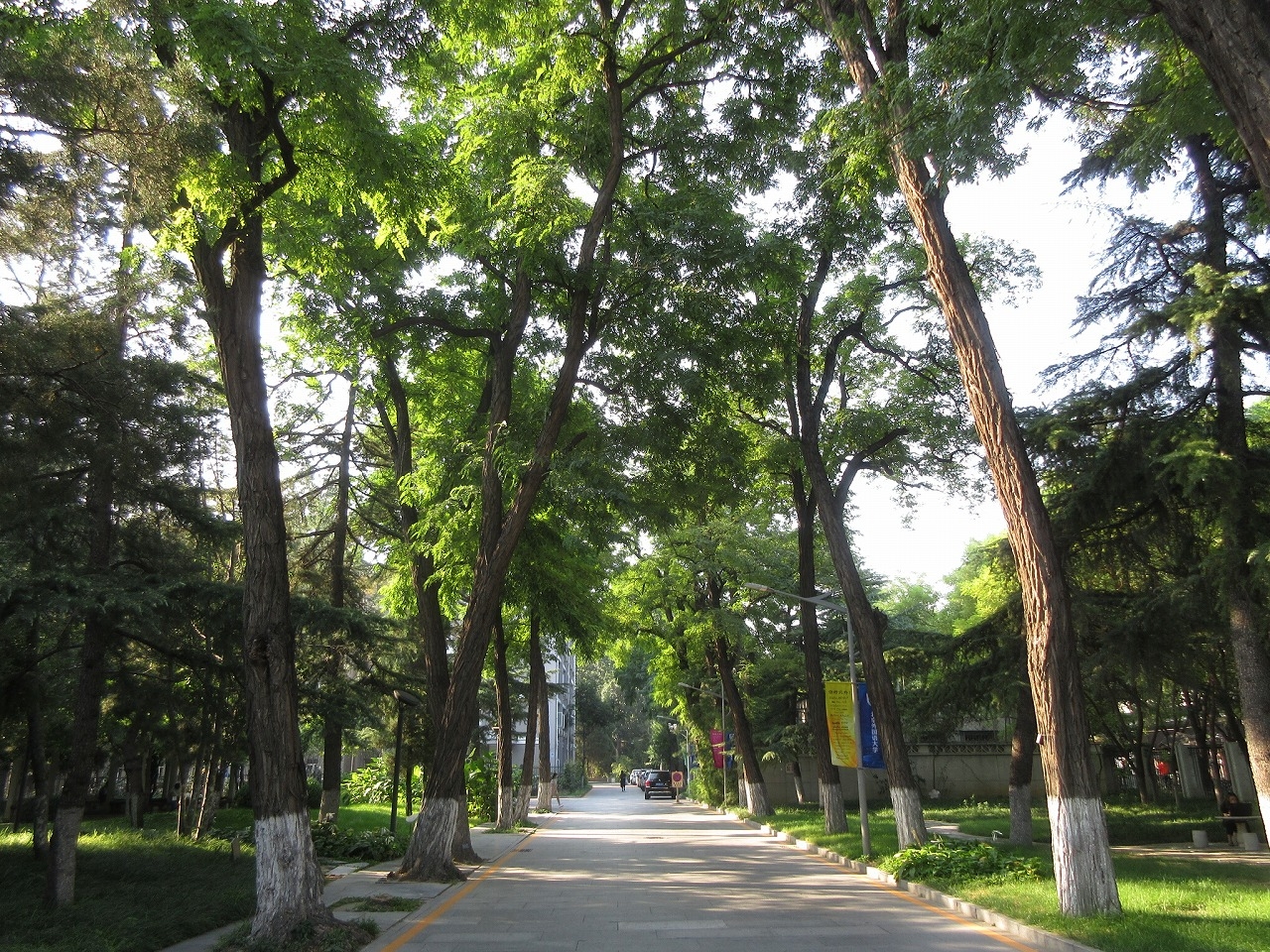 北京外国語大学　東院の並木道