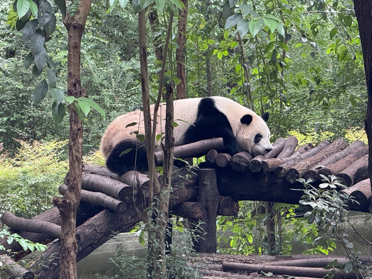 四川省成都ジャイアントパンダ繁殖研究基地のジャイアントパンダ