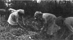 （図1）茶の葉を採取する女たち（カスピ海沿岸ラーヒージャン地方）