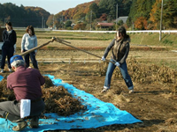くるり棒での脱穀