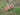 芋
